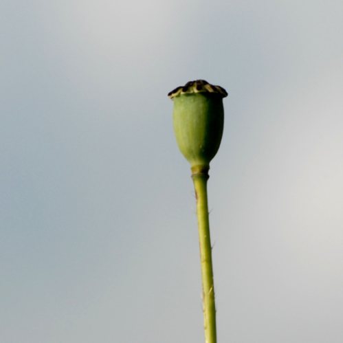 coquelicot